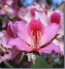 Bauhinia blakeana tree flower